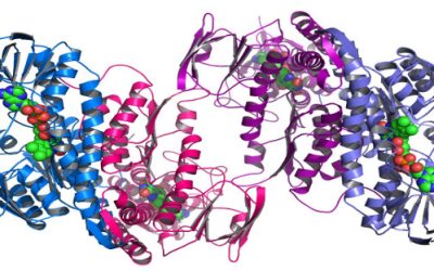 Classifica Censis area geo-biologica atenei privati 2017, al top c’è il Campus Biomedico di Roma