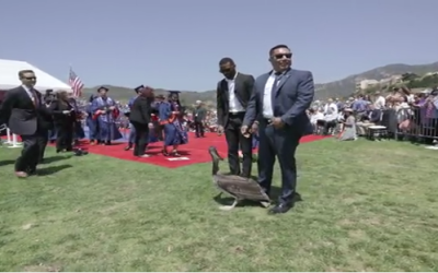 Pepperdine University (USA), pellicani attaccano la cerimonia di laurea