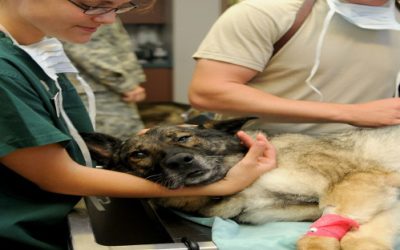 Test di Veterinaria 2018, crescono i posti: saranno 759