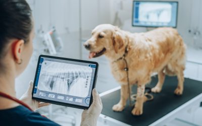 Test di Veterinaria, informazioni utili per l’ammissione ai corsi